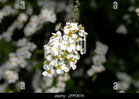 Reeve's spiraea, Spiraea cantoniensis, cluster of snow-white flowers in spring, Netherlands Stock Photo