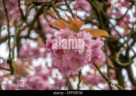 Japanese cherry, Prunus serrulata, pink flowers on tree in spring, Netherlands Stock Photo