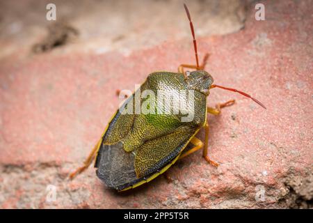 A gorse shield bug (Piezodorus lituratus) resting on stone. Seen near Nose's Point, Seaham, County Durham. Stock Photo