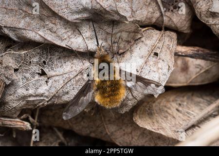 A bee fly (Bombylius sp) resting on dead leaves. Taken on the beach at Hawthorn Hive, County Durham. Stock Photo