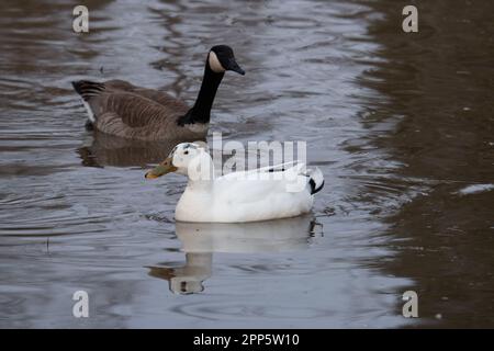 A rare Male leucistic Mallard on the shores of Lake Ontario. Stock Photo