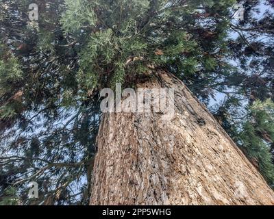 The trunk of a Sequoia gigantea tree, located in the village of Ardusat ...