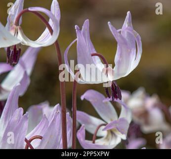 Erythronium dens-canis 'Pink Perfection' Stock Photo