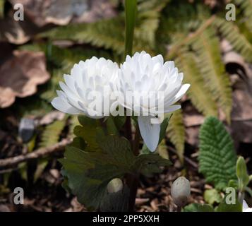 Sanguinaria canadensis Flore Plena Stock Photo