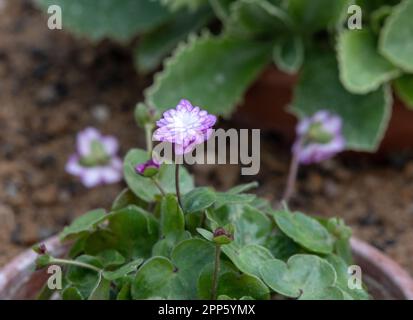 Hepatica nobilis var japonica Stock Photo