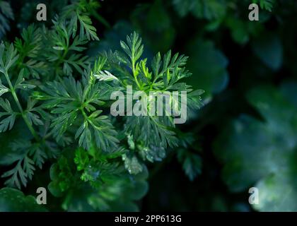 Lots of green chervil leaves (Artemisia vulgaris). Top view. Close-up. Stock Photo