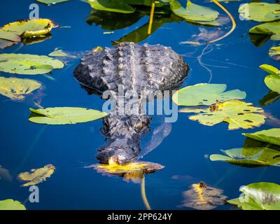 American Alligator in water with Lily Pads  on the Anhinga Trail in the Royal Palm area of Everglades National Park in south Florida USA Stock Photo