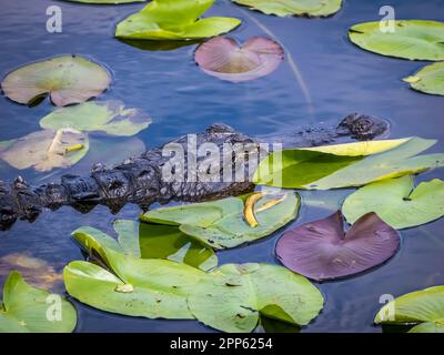 American Alligator in water with Lily Pads  on the Anhinga Trail in the Royal Palm area of Everglades National Park in south Florida USA Stock Photo