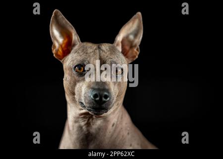 A cheerful American Hairless Terrier stands proudly against a deep black background Stock Photo