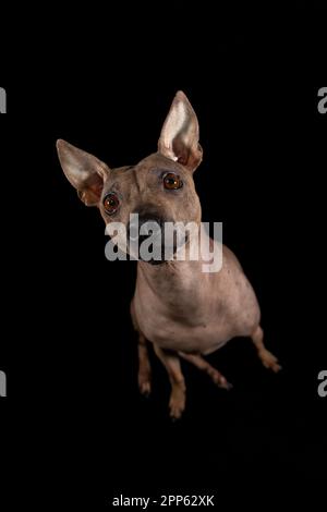 A cheerful American Hairless Terrier stands proudly against a deep black background Stock Photo