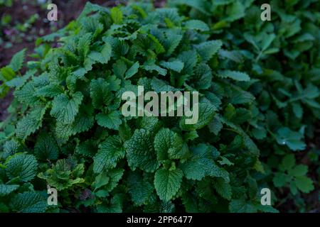 A beautiful green background with a lush lemon balm plant in full bloom on a spring day in the garden. Natural background with copy space Stock Photo