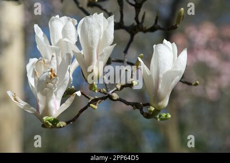 Large white spring flowers of saucer magnolia, Magnolia x soulangeana 'Amabilis' in UK garden April Stock Photo