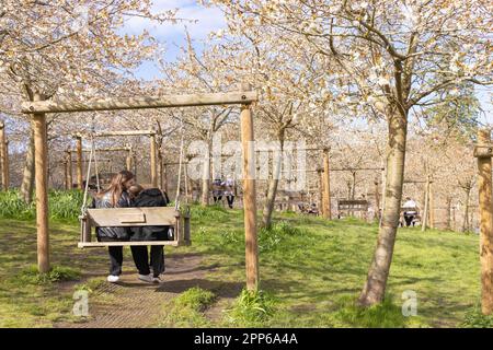 People enjoying the cherry blossom in spring; the Taihaku cherry orchard,  The Alnwick garden, Alnwick, Northumberland UK Stock Photo