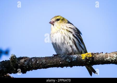 Female siskin, black-headed goldfinch (Spinus spinus) Stock Photo