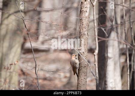 Male red-shafted northern flicker perched on tree stump Stock Photo