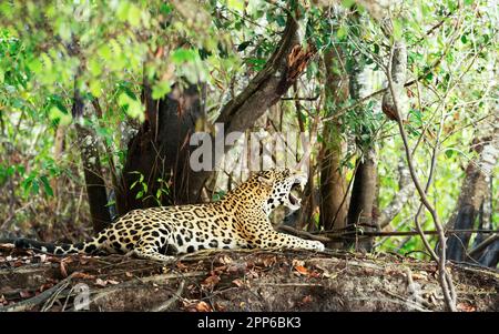 Close up of a Jaguar yawning on a river bank in natural habitat, Pantanal, Brazil. Stock Photo
