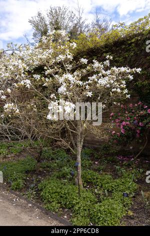 Star magnolia, Magnolia stellata tree flowering with white flowers in spring in a UK garden; UK Stock Photo