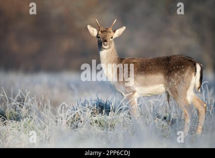 Close up of a Fallow deer (Dama dama) in winter, UK. Stock Photo