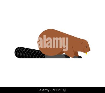 Beaver isolated. swamp rodent Vector illustration Stock Vector
