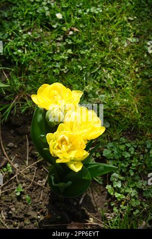 tulip in white red yellow new ,  I Stock Photo