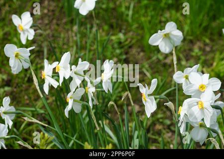草上白水仙花,white daffodils in a meadow,white daffodils with yellow pistils outside in a meadow. White Spring Bloomers Stock Photo