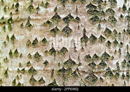 Grey Poplar (populus canescens), close up of the distinctive diamond shaped pattern of the bark of the widely planted tree. Stock Photo