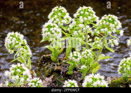 White Butterbur (petasites albus), close up showing a group of male flower spikes growing at the edge of a river. Stock Photo