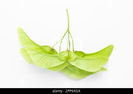 Foliage of maple green lionfishs on a white background. The texture of flowering is clearly visible Stock Photo