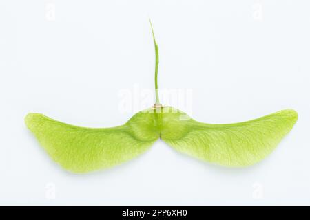 Foliage of maple green lionfishs on a white background. The texture of flowering is clearly visible Stock Photo