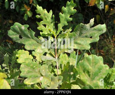 In nature, a young oak seedling grows with leaves Stock Photo