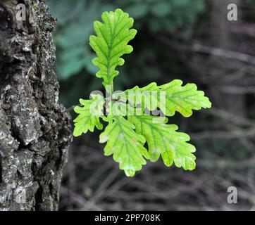 In nature, a young oak seedling grows with leaves Stock Photo