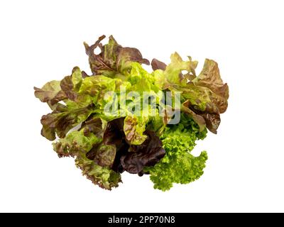 Red coral salad or lettuce isolated on white background. Greens on a white background. Stock Photo