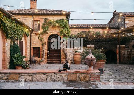 Calico cat sitting on a stone wall in Tuscany, Italy at sunset Stock Photo