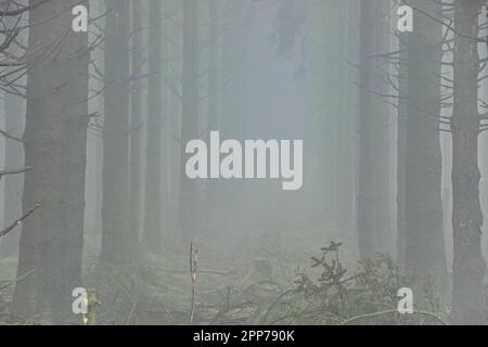 Forest trees in fog, high fens, Belgium Stock Photo