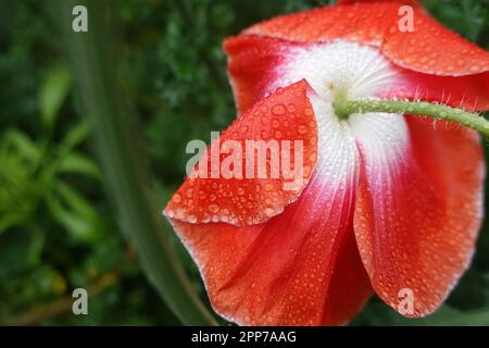 Morning raindrops on the back of a oriental poppy in a Southern California garden Stock Photo