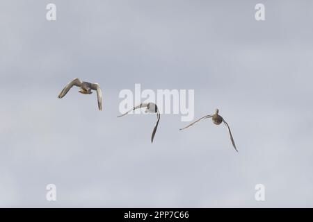 Gadwall Anas strepera, 2 adult males and female flying, one male chasing rival that is following female, RSPB Minsmere Nature Reserve, Suffolk Stock Photo