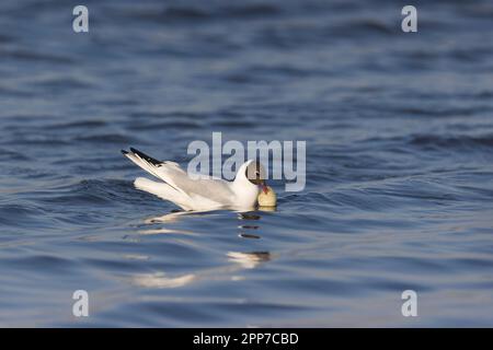 Black-headed gull Larus ridibundus, summer plumage adult swimming, feeding on remnents inside recently hatched duck egg, RSPB Minsmere Nature Reserve Stock Photo