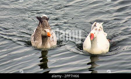 geese on the forth and clyde canal Stock Photo
