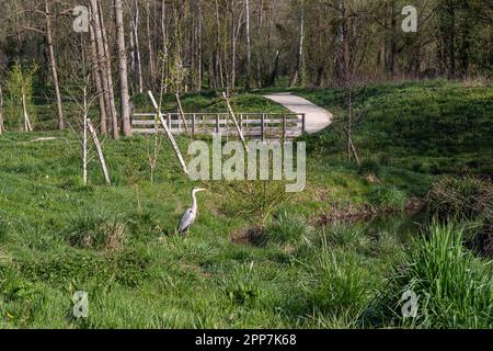 River in a meadow with a heron in the distance at the edge of a forest Stock Photo