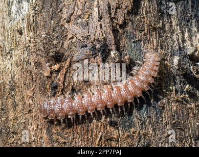 Polydesmus angustus, the Flat-backed millipede is orangey-brown with a long, flat body that resembles a centipede. Stock Photo