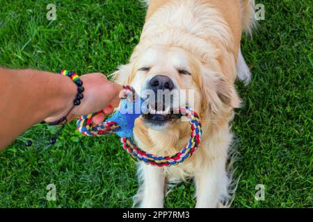 golden retriever dog relaxing, playing in the sea for retirement or ...