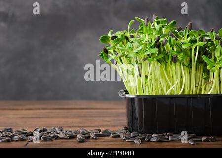 Sunflower seeds sprouts for a healthy diet nutrition. Microgreens. Green growing seedlings. Stock Photo