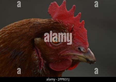 Close up of a Red Hens face. Stock Photo