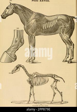 Veterinary Instruments Diagram