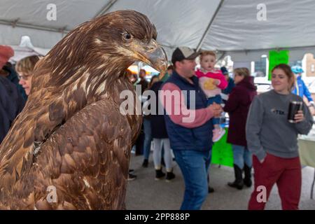 Royal Oak, Michigan, USA. 22nd Apr, 2022. The Oakland County (Michigan) Earth Day Climate March drew hundreds in suburban Detroit who urged action to fight climate change. A (taxidermy) immature bald eagle is displayed by Oakland County Parks before the march. Credit: Jim West/Alamy Live News Stock Photo