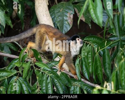 Black-crowned Central American squirrel monkey (Saimiri oerstedii oerstedii), Sierpe River, Costa Rica Stock Photo