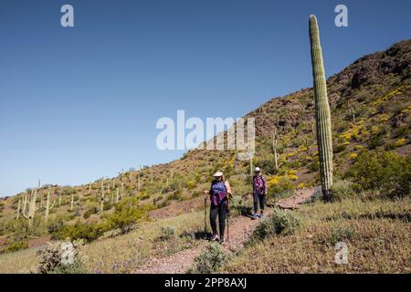 Hikers on trail hiking through wildflowers and saguaro cactus in springtime at Picacho Peak State Park, Sonoran Desert, Picacho, Arizona, USA Stock Photo