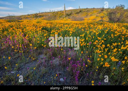 Scenic landscape of wildflower, Mexican poppy, superbloom, Bush Highway, Lower Salt River Recreation Area, Tonto National Forest, Mesa, Arizona, USA Stock Photo