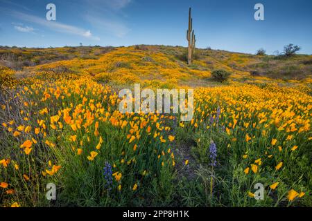 Scenic landscape of wildflower, Mexican poppy, superbloom, Bush Highway, Lower Salt River Recreation Area, Tonto National Forest, Mesa, Arizona, USA Stock Photo