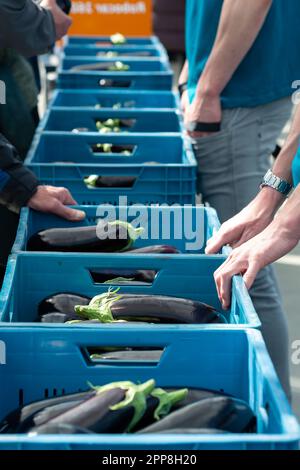 Harvesting of ripe purple eggplants vegetables in Dutch organic greenhouse, eggplants in blue plastic boxes Stock Photo